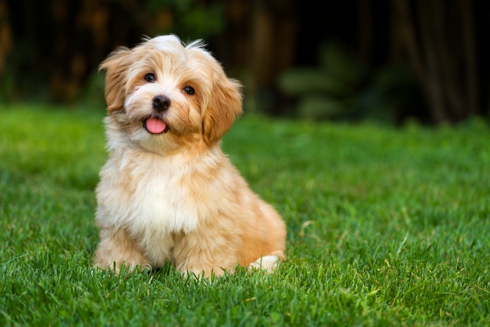 O Havanese filhote precisa ser vacinado antes de iniciar os passeios