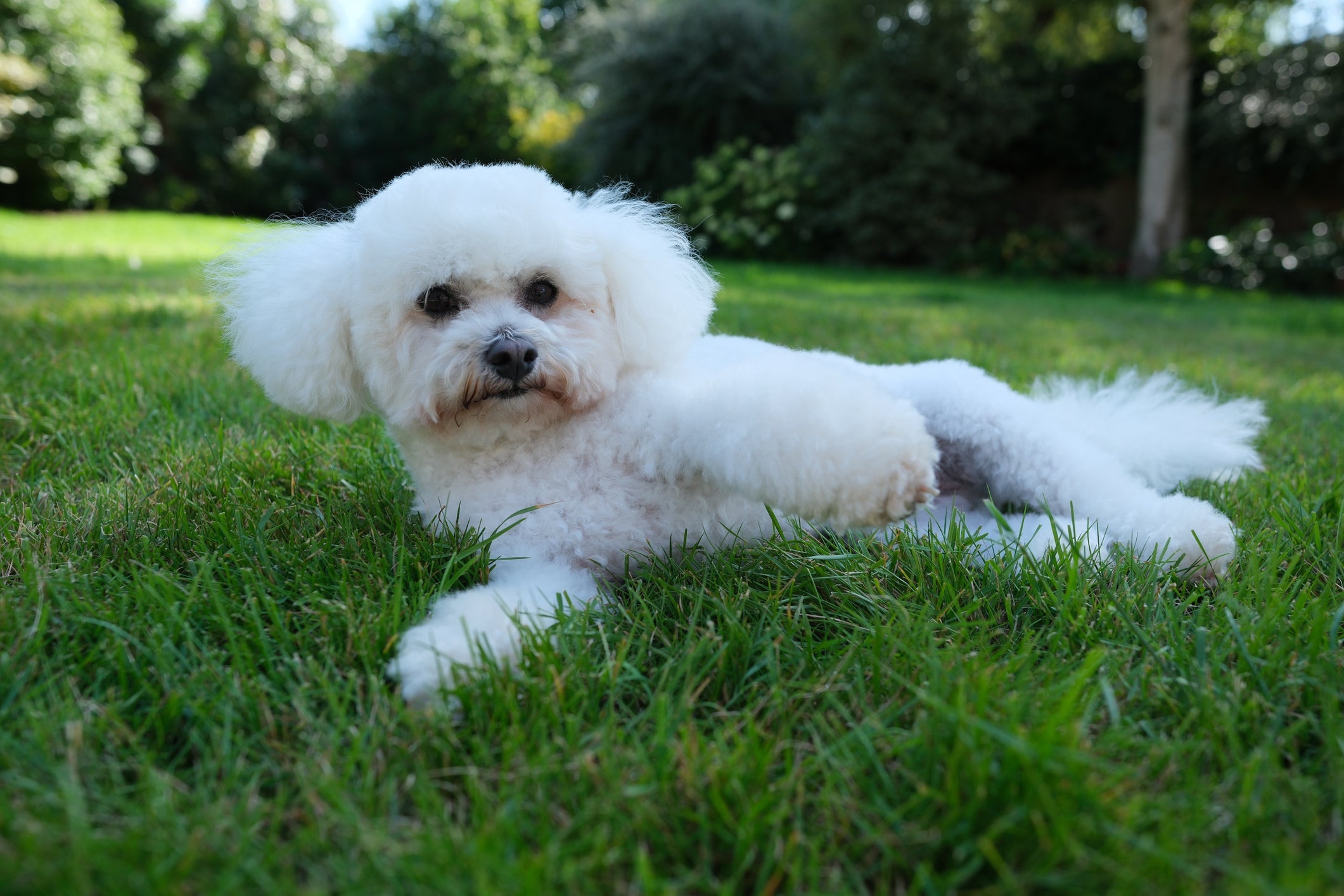 O Bichon Frisé é uma raça de cachorro de pelos brancos