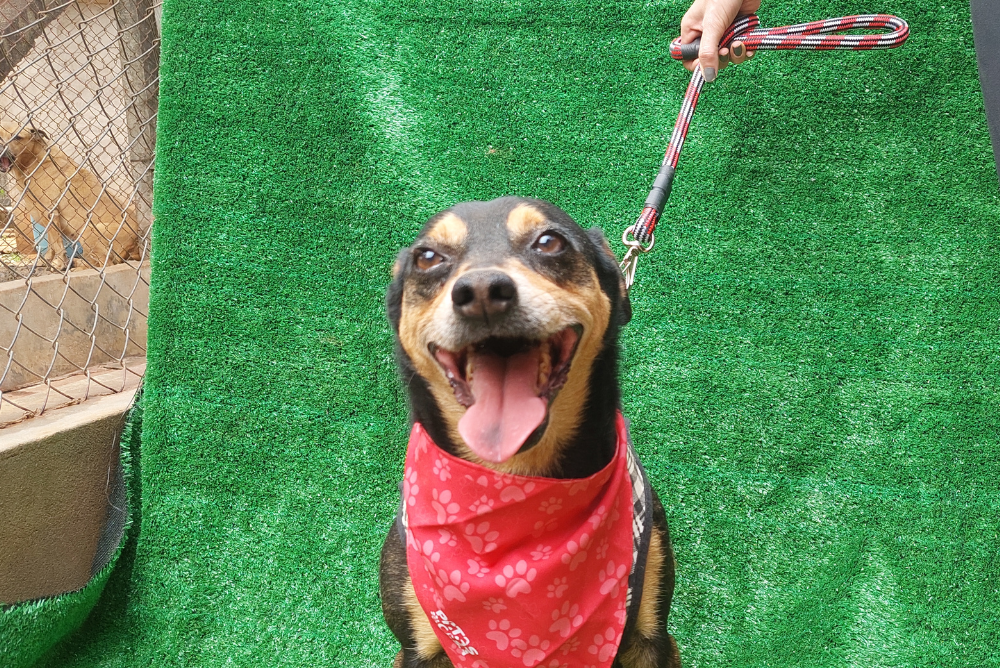 O Biel é um cachorro vira-lata que está esperando um novo lar no Adota Patas