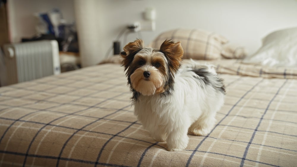 O Biewer Terrier é "parente" do Yorkshire