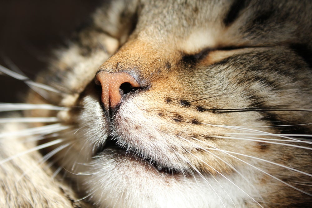 O bigode de gato não pode ser cortado de jeito nenhum