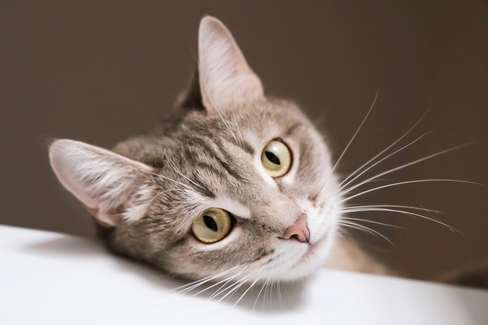 O bigode de gato geralmente é composto por 12 fios de cada lado
