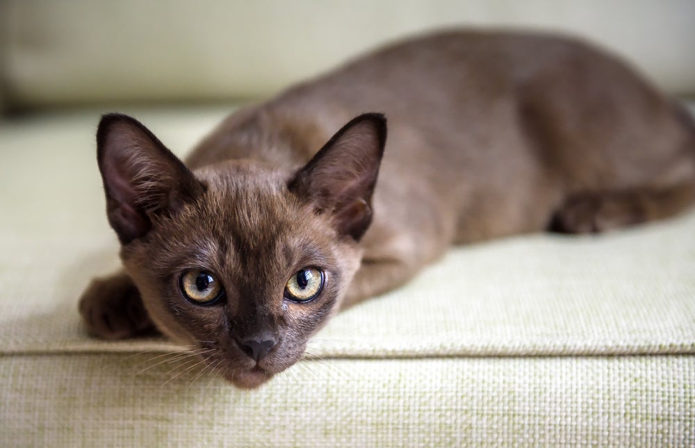 O Birmanês é uma das raças de gato mais obedientes