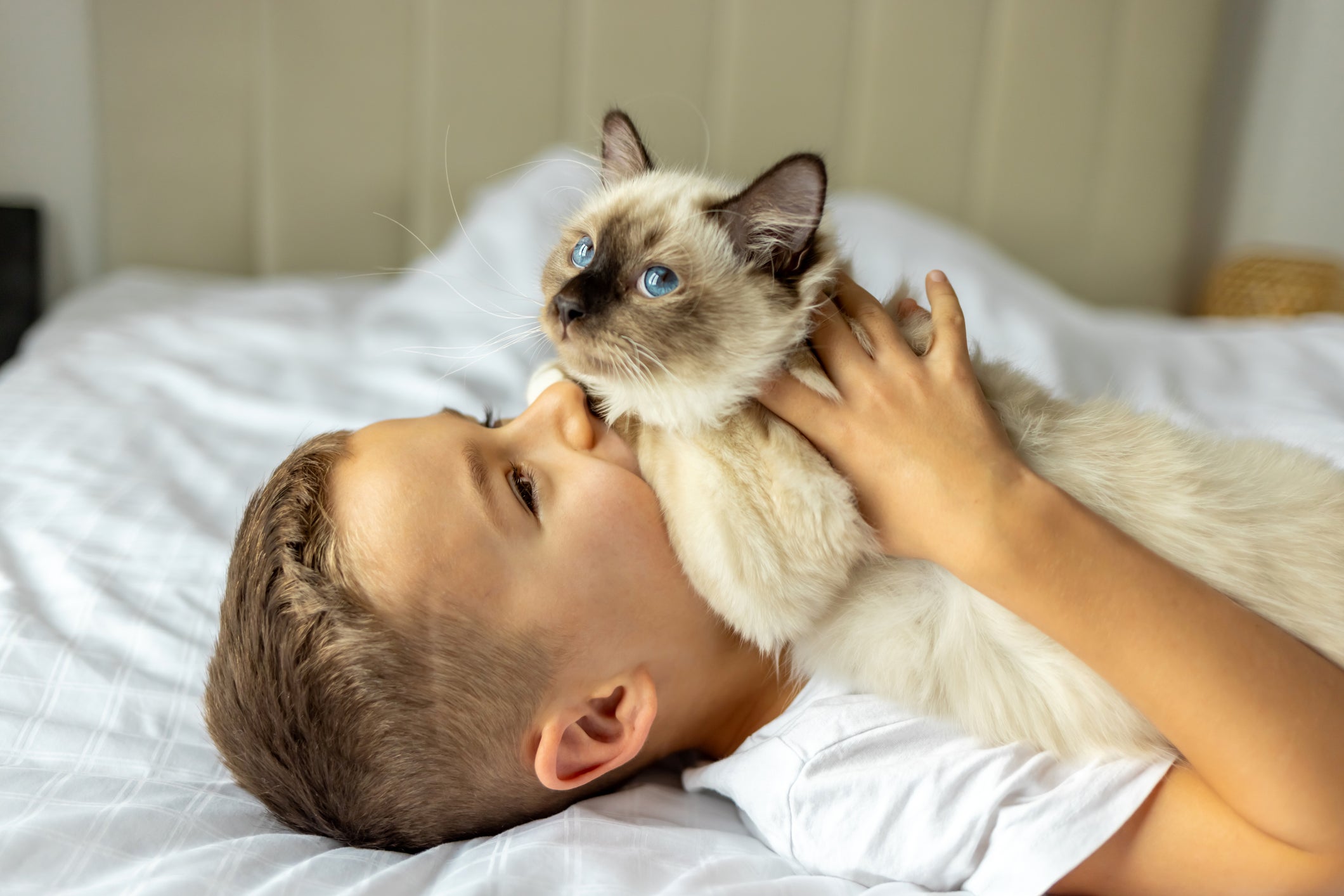 O gato Birmanês é um gato afetuoso, mas geralmente só com a família