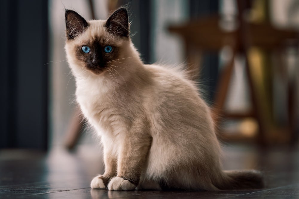 O Birmanês é um gato peludo encantador e cativante