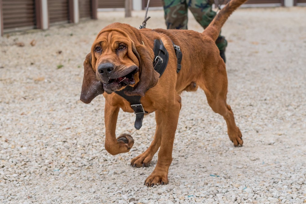 O tamanho do Bloodhound engana, pois sua mordida é bem leve