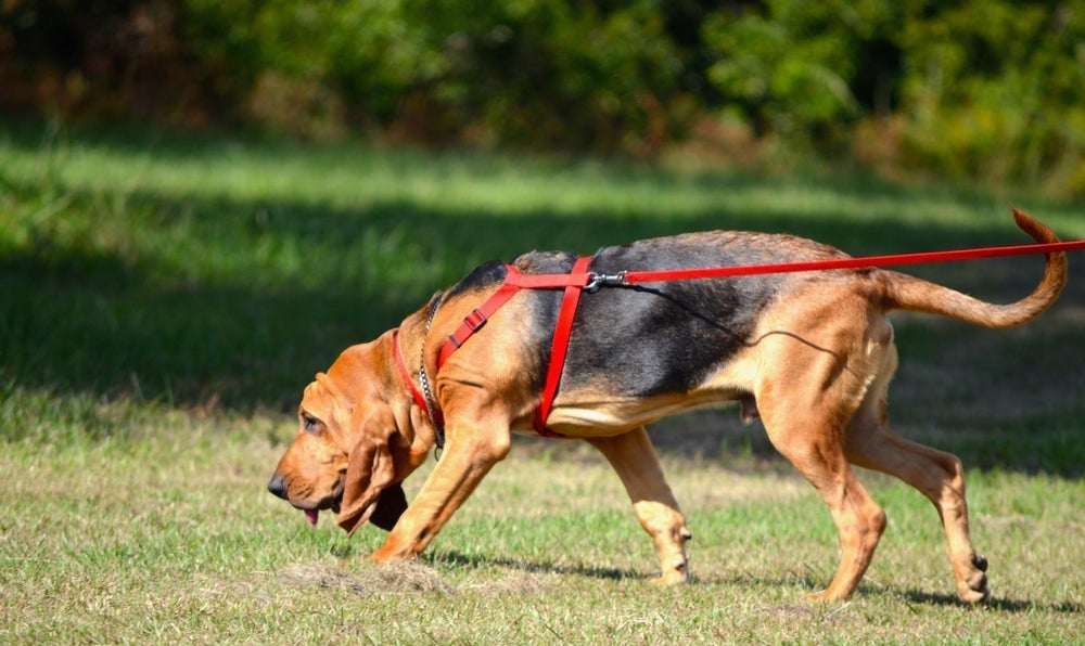 O Bloodhound costuma latir parar alertar os tutores