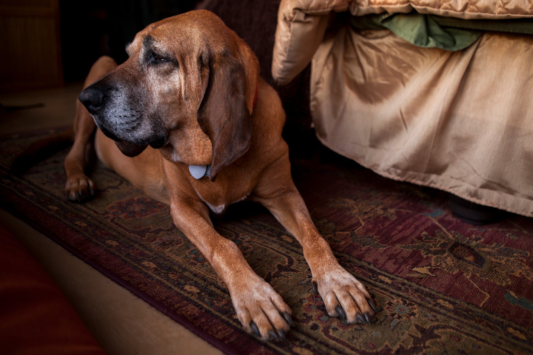 Para ter um Bloodhound, preço do filhote não é dos mais baratos