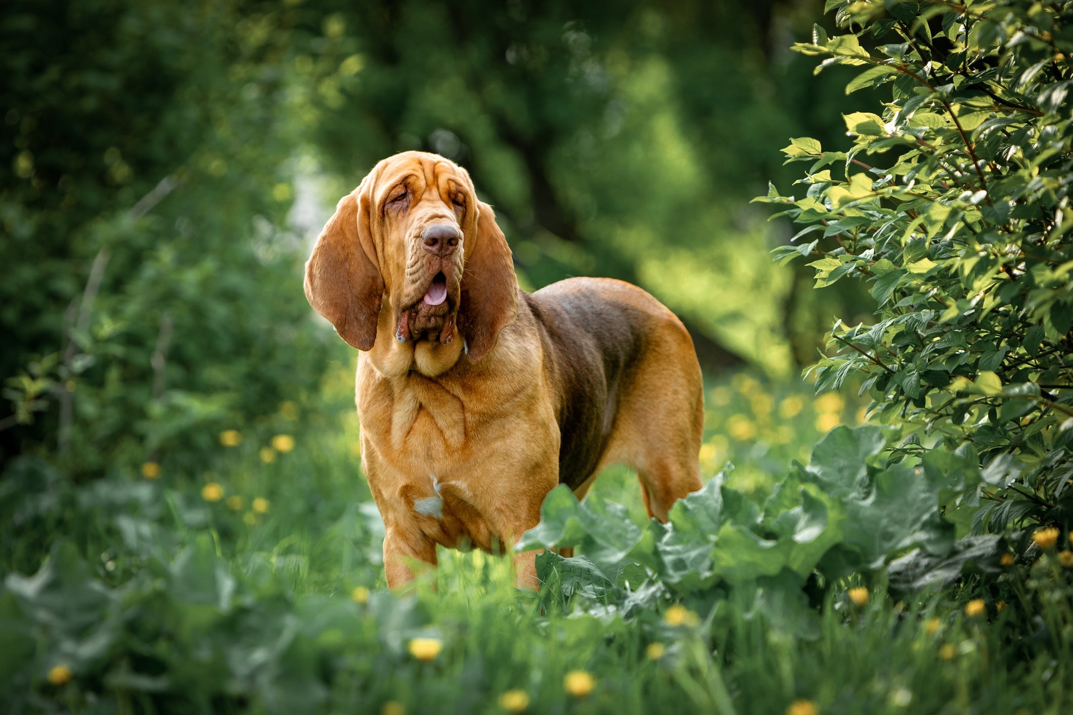 Cachorro Bloodhound é conhecido por ser um excelente farejador