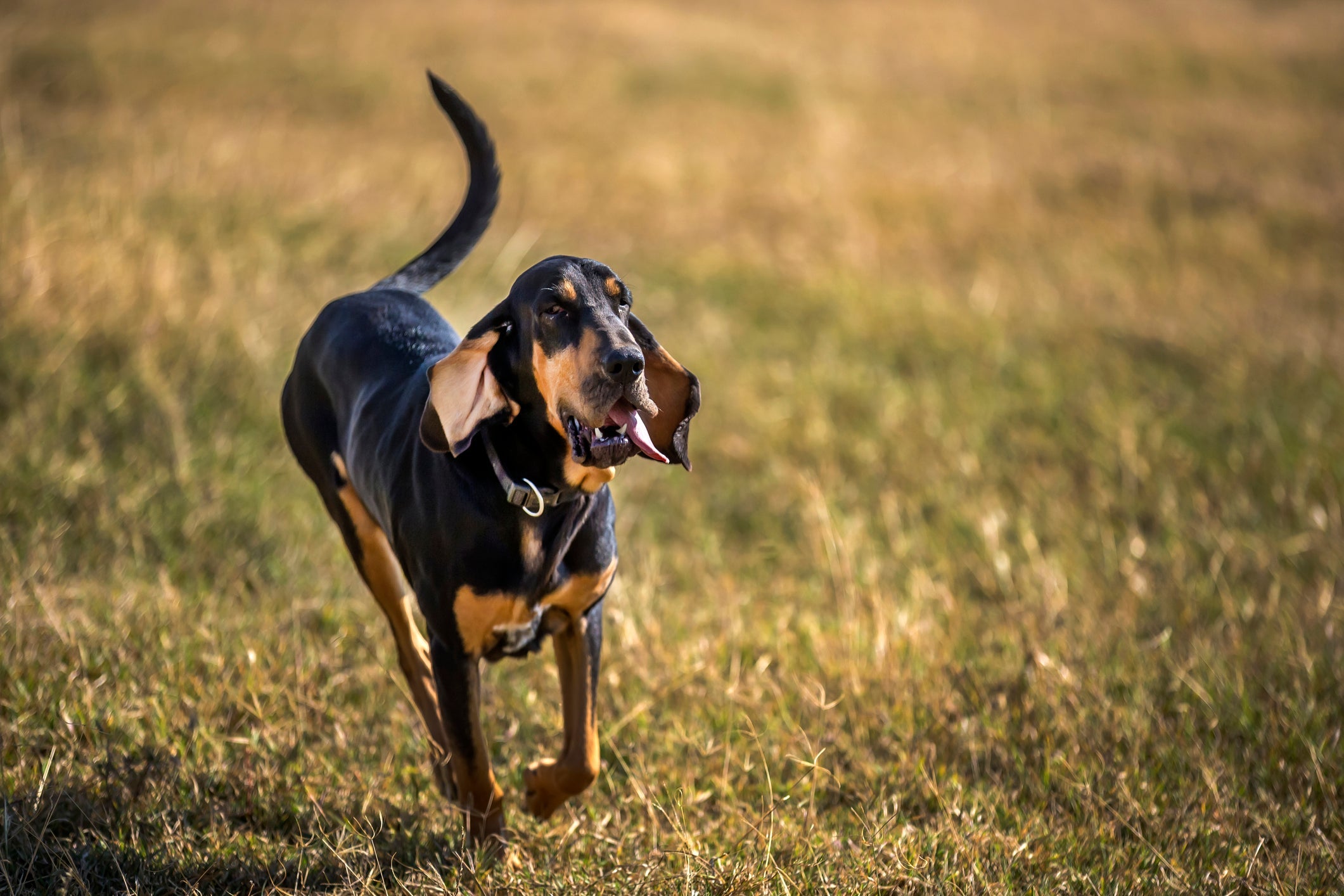 Raça de cachorro menos inteligente: Bloodhound é um bom farejador, mas não se sai bem no adestramento
