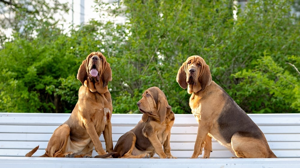 Dono de orelhas grandes e um faro poderoso, o Bloodhound tem rugas concentradas na cabeça e pescoço