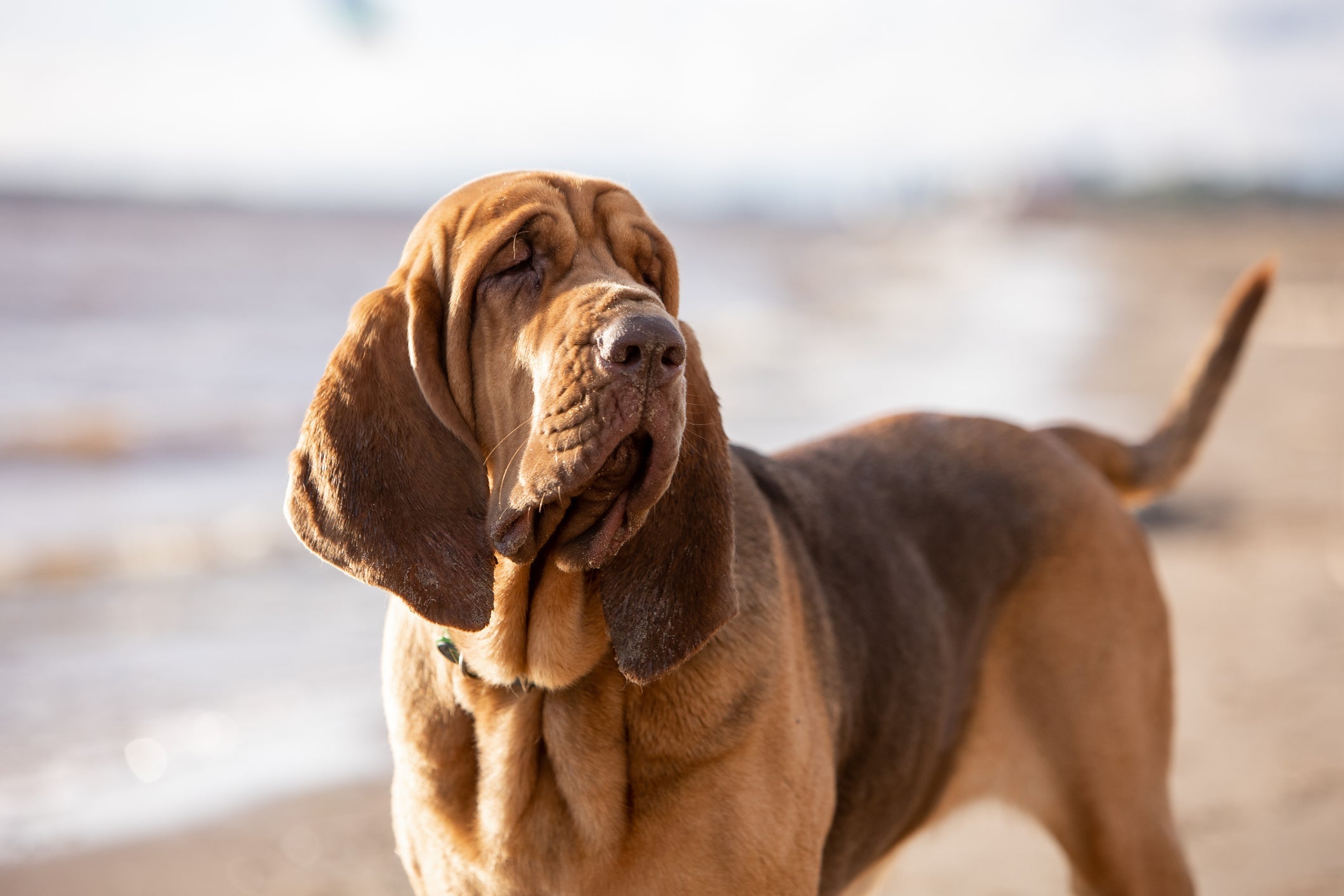 As orelhas grandes do Bloodhound favorecem seu olfato poderoso