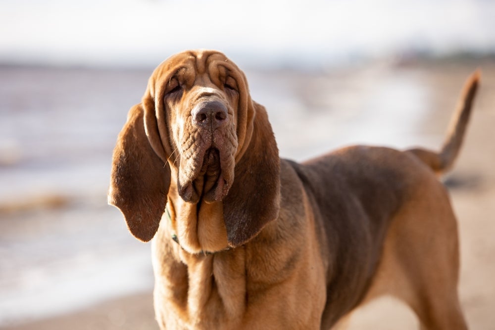 Impossível falar sobre raça de cachorro com orelha grande sem citar o Bloodhound, certo?