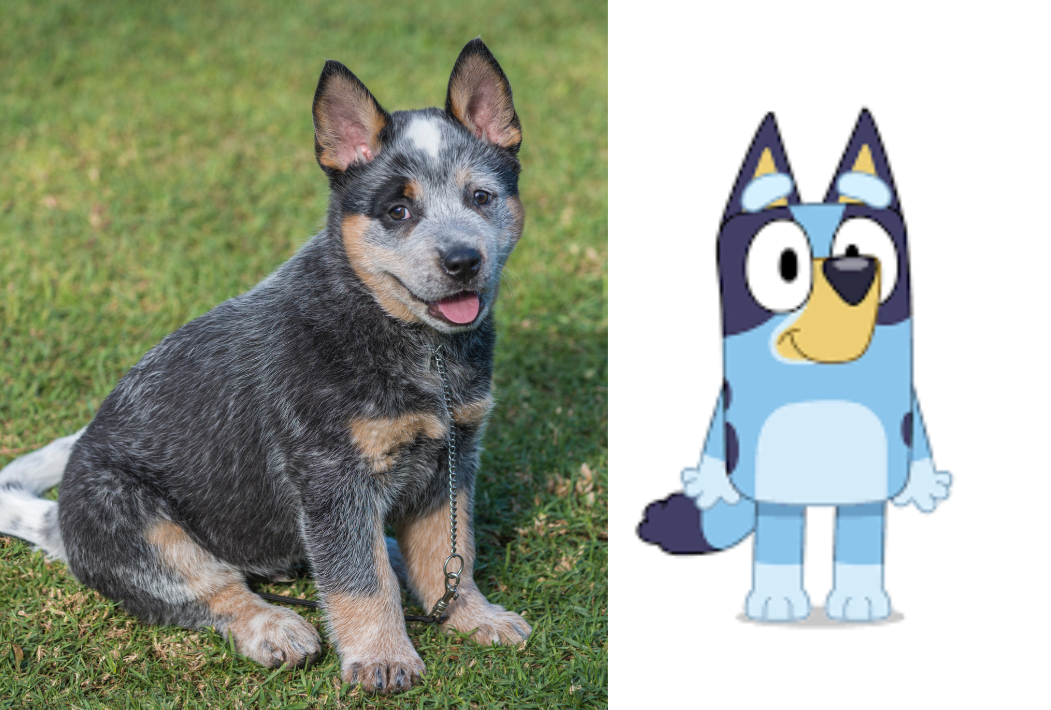 Bluey é um cão da raça Boiadeiro-Australiano 