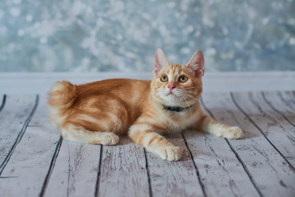 O Bobtail pode ter duas variações de pelagem: o American Bobtail Longhair e o Shorthair