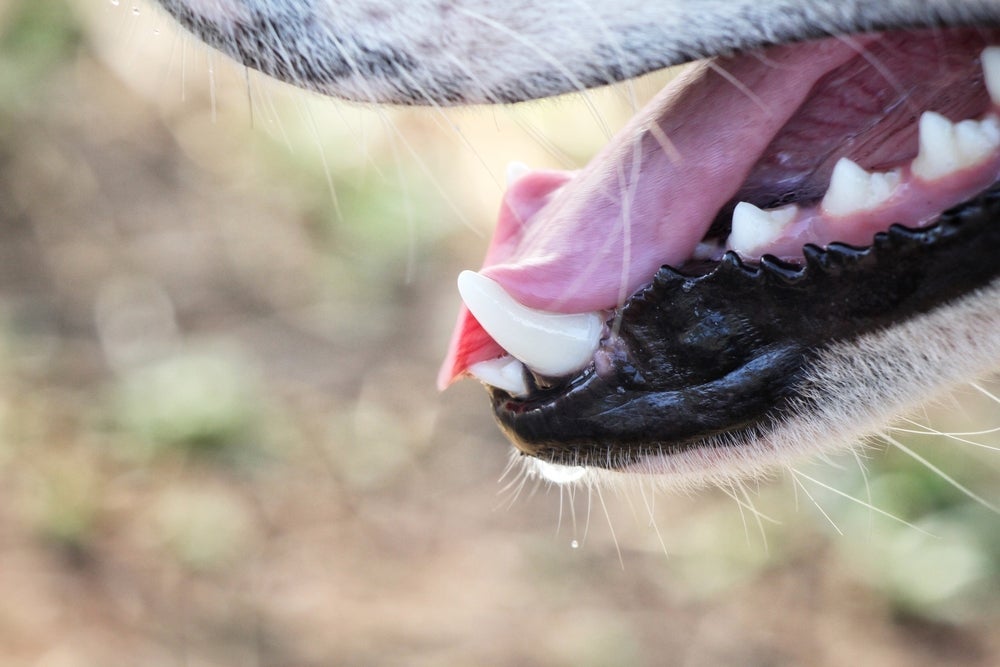 Anatomia: cachorro pode ter as serrinhas nos lábios por vários motivos