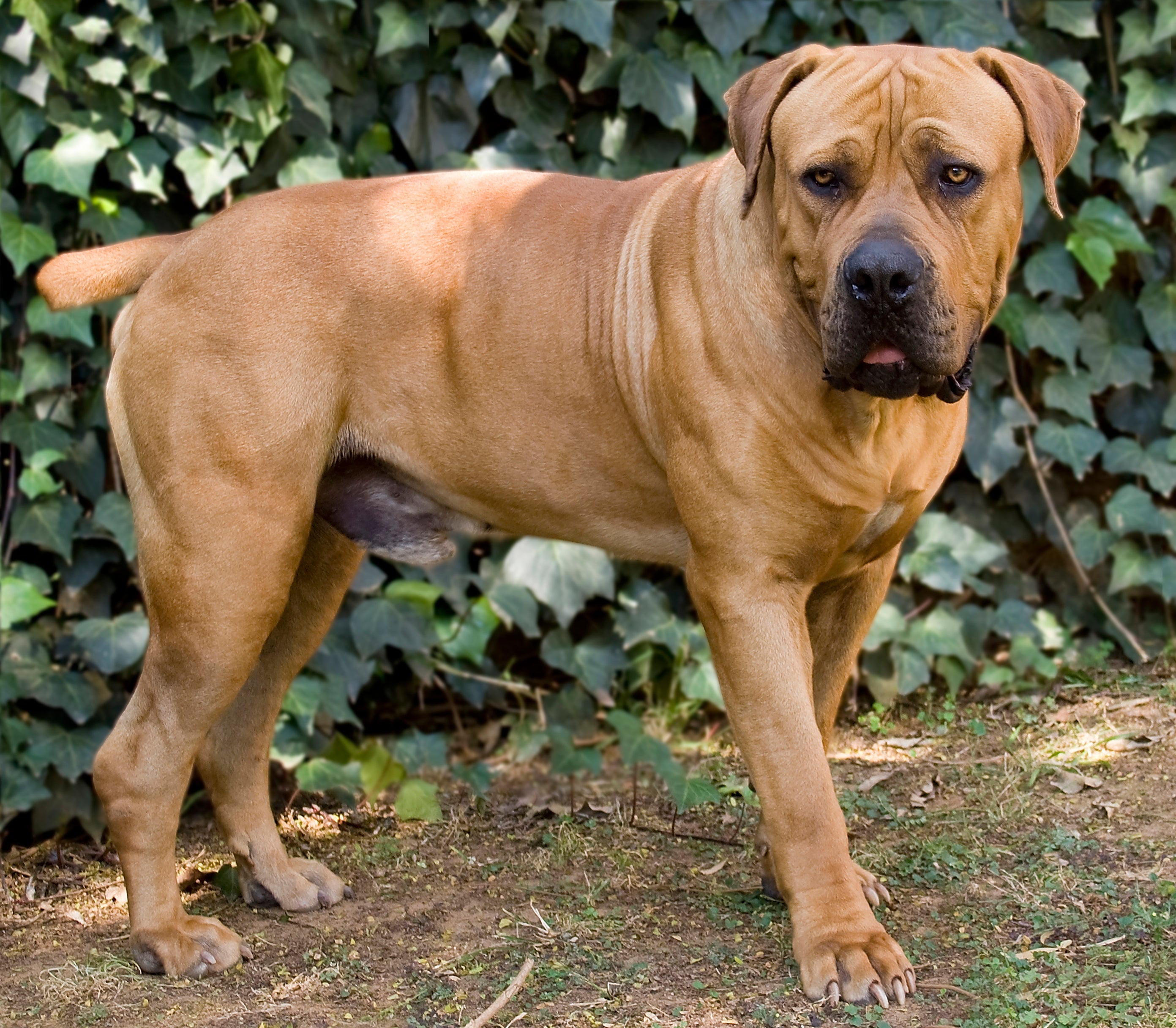 Além de forte, o Boerboel é um Mastim paciente e brincalhão com sua família