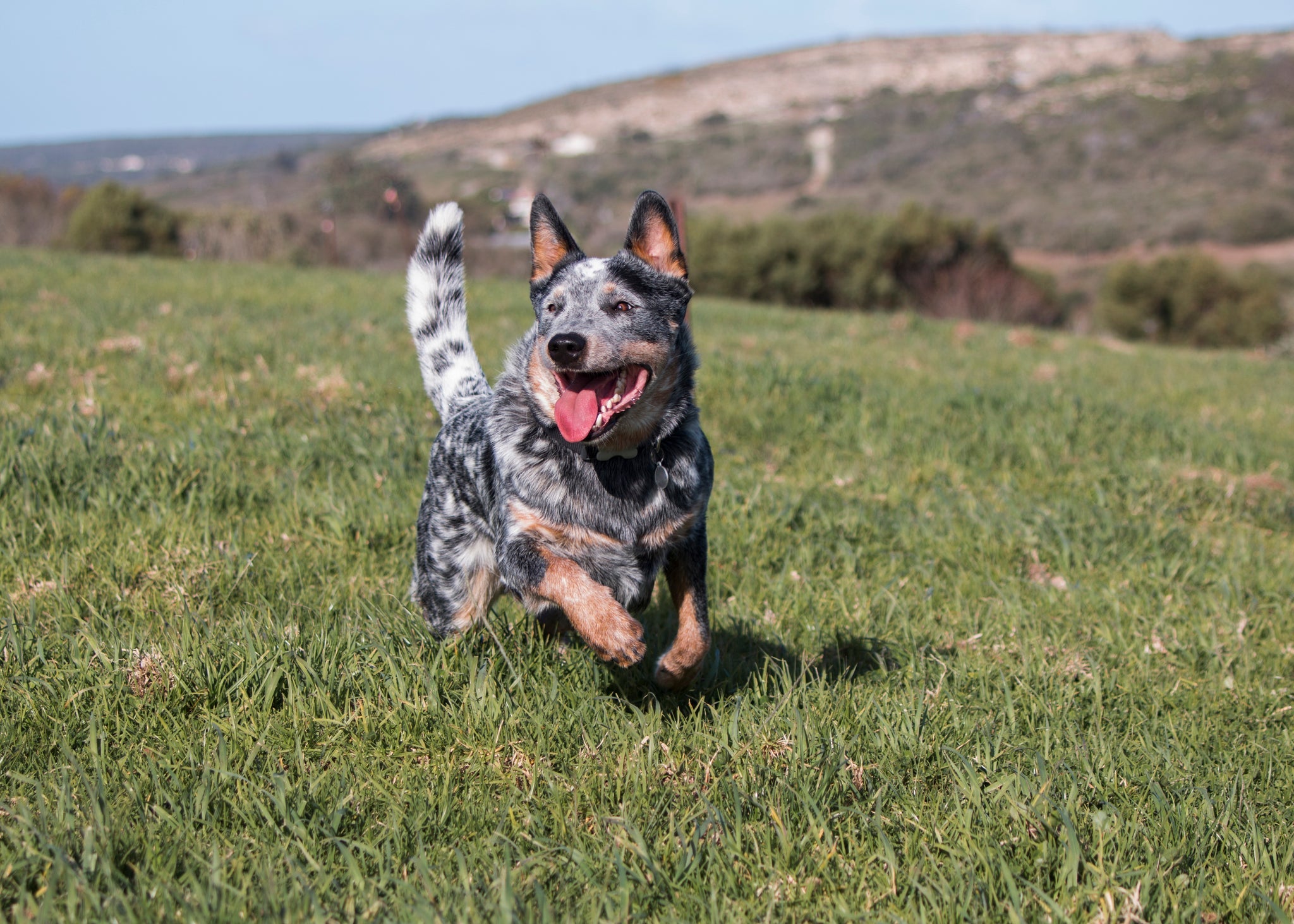 O Boiadeiro Australiano é uma raça de cachorro cheia de energia