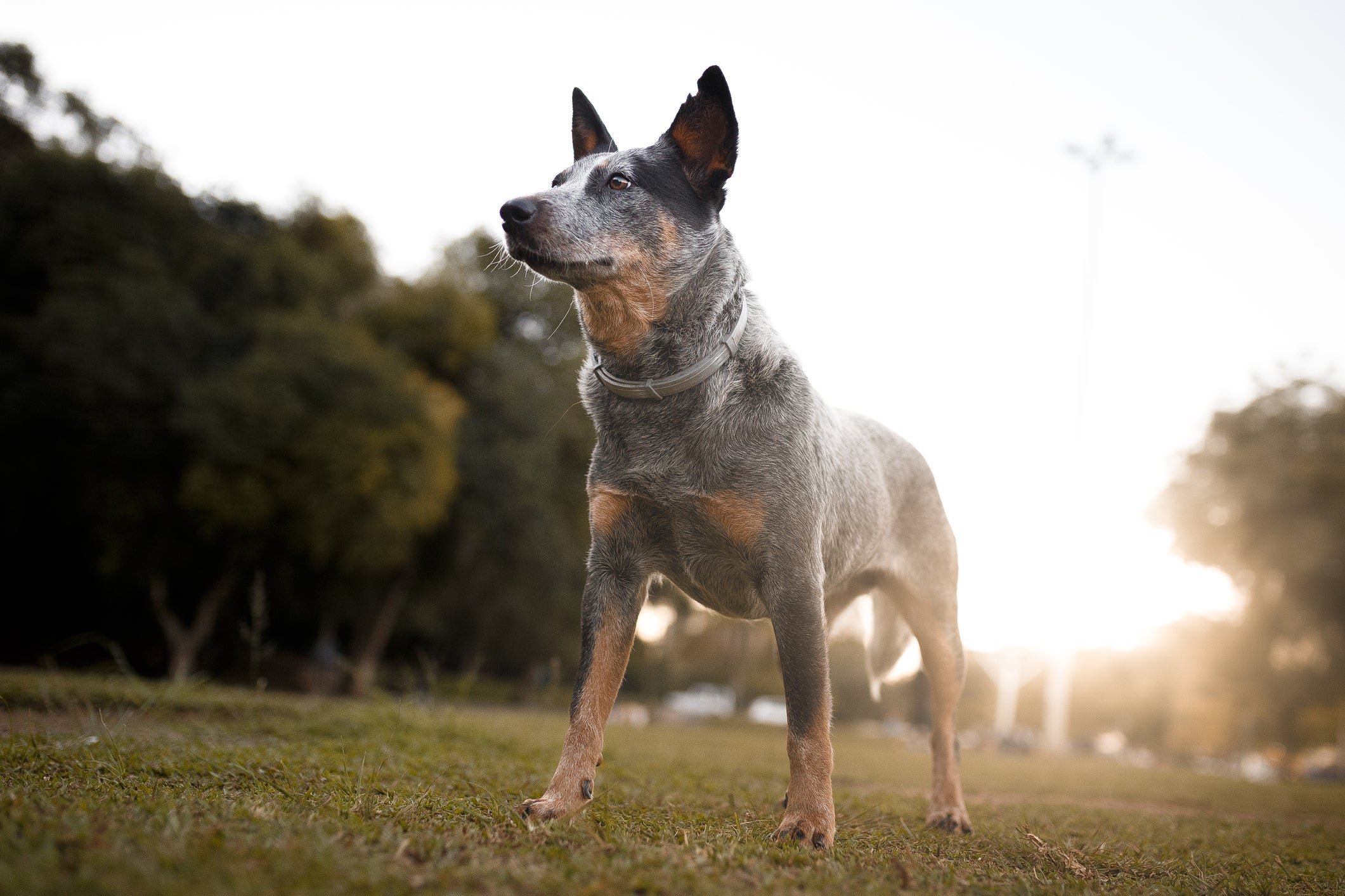 O cachorro da raça Boiadeiro Australiano é ativo e muito saudável