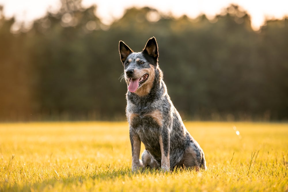 O Boiadeiro-australiano é um cachorro extremamente ativo