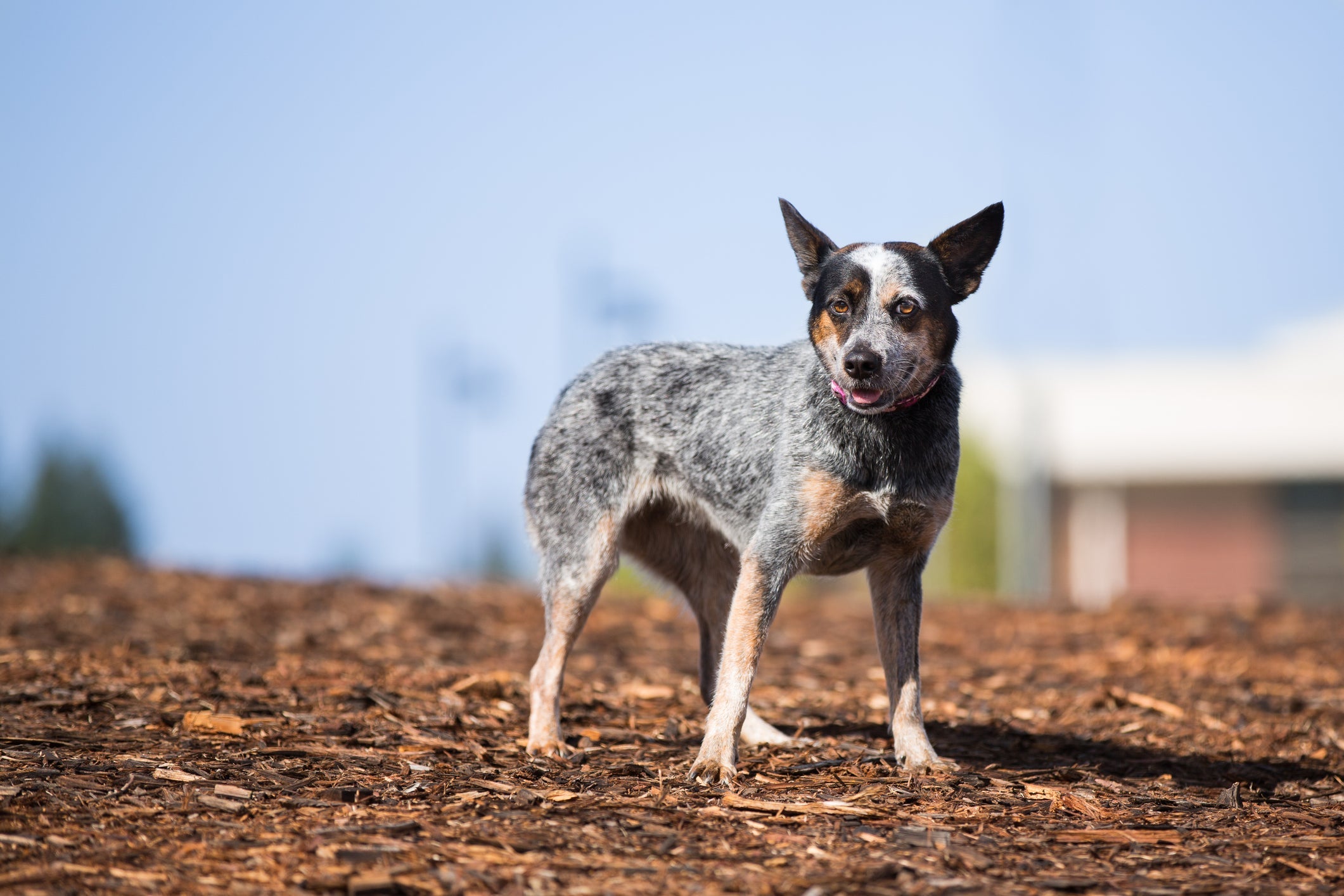 Um cachorro inteligente e pouco conhecido é o Boiadeiro Australiano