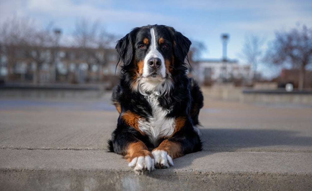 O Bernese Mountain sofre bastante com problemas nos ossos