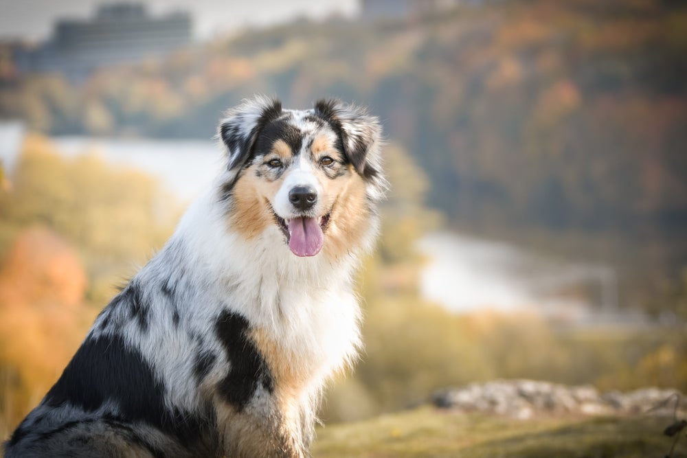 Adestrar cachorro Boiadeiro Australiano é mais fácil do que você pensa
