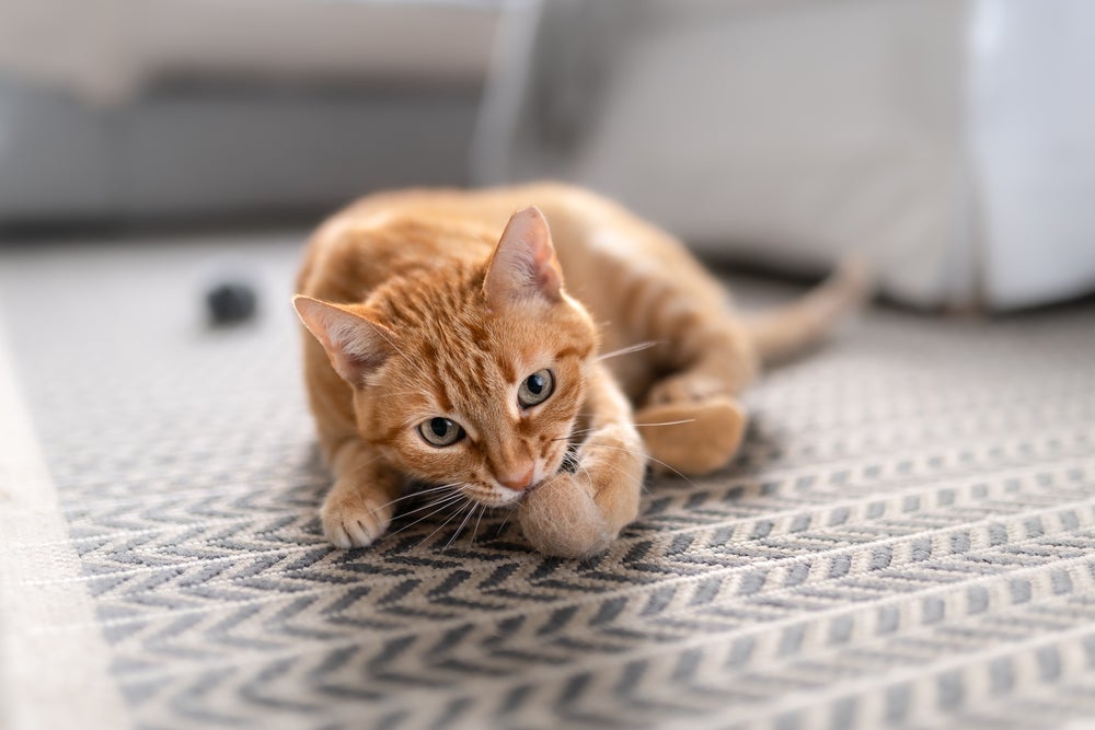 A bola de pelo em gatos pode desencadear problemas mais sérios