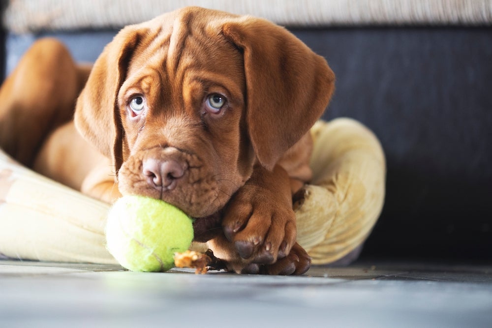 As bolas de tênis para cachorro podem soltar fiapos prejudiciais e desgastar o dente do pet