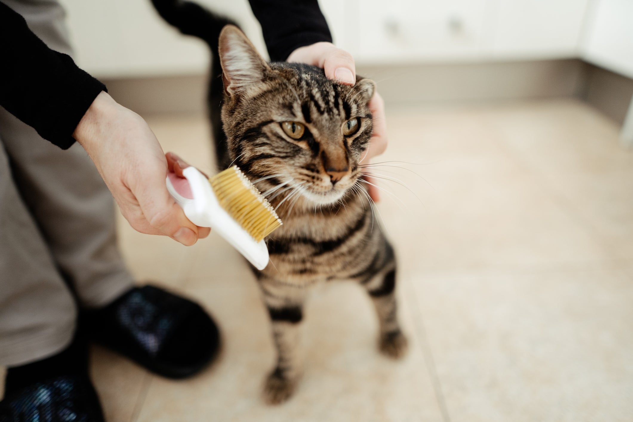 Para evitar a bola de pelo, gato precisa de uma rotina de escovação dos pelos