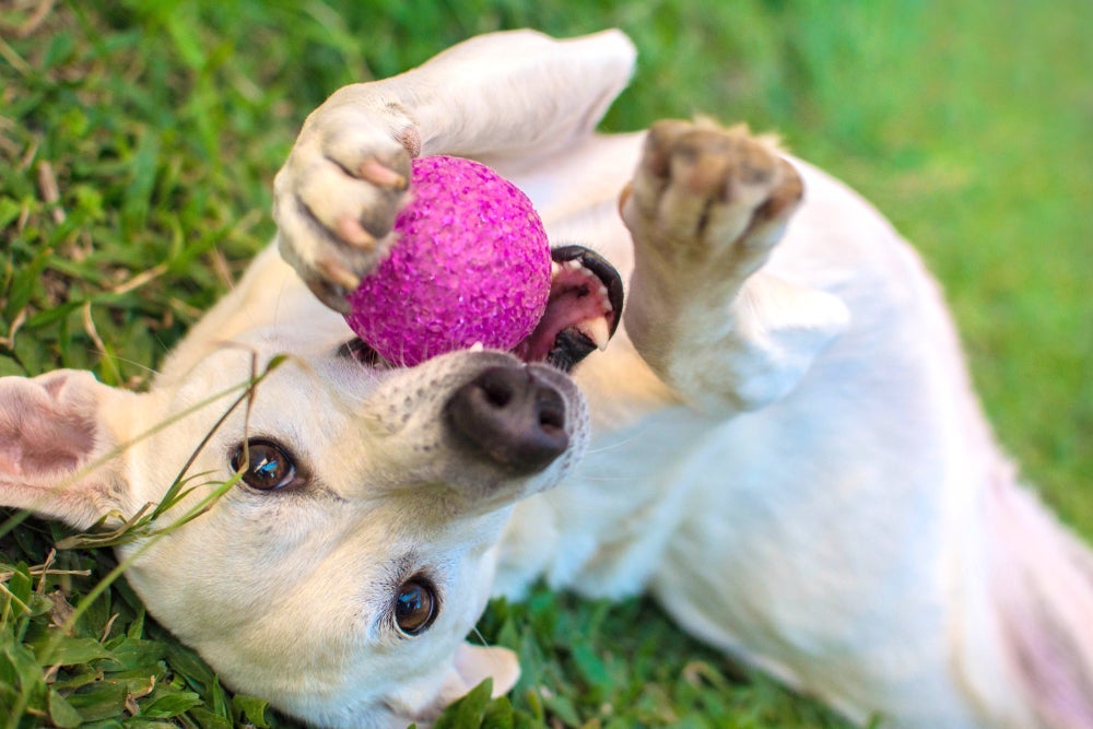 Ao entregar a bolinha, cachorro espera que você brinque com ele (na maioria das vezes)