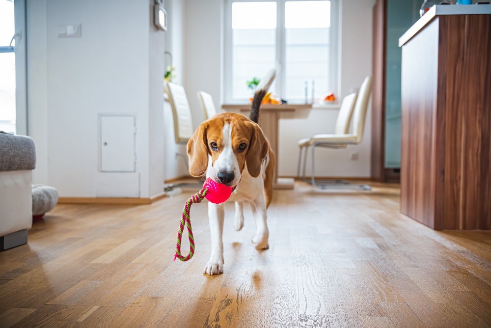 A pet ball melhora o desenvolvimento cognitivo do seu cão