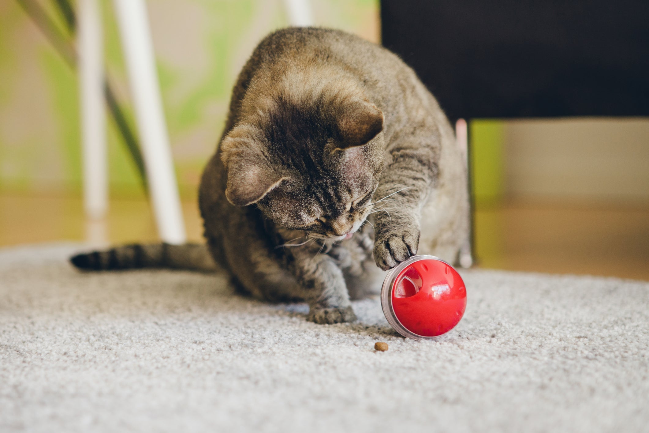 Brinquedos para gatos: os felinos também amam uma bolinha, igual os cães