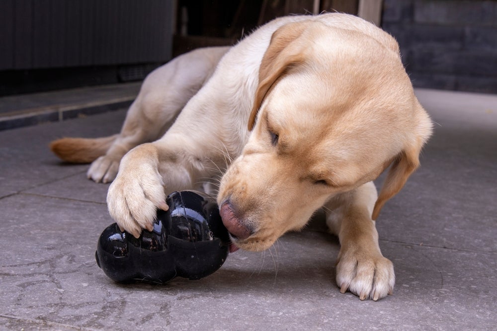 A bolinha recheada diverte o cachorro