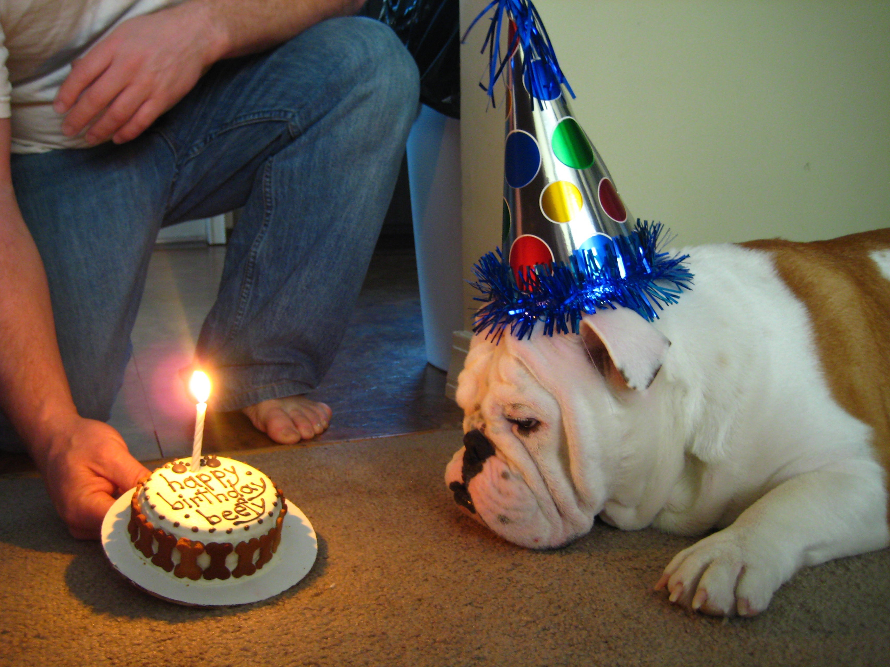 O bolo de aniversário para cachorro é tão saboroso para os pets que eles amam!