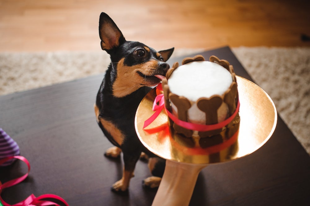 Você pode usar a criatividade para enfeitar o bolo para cachorro com ingredientes que eles possam ingerir 