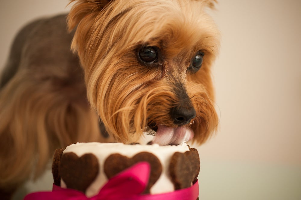 Até pode dar bolo pra cachorro, desde que seja feito com os ingredientes certos