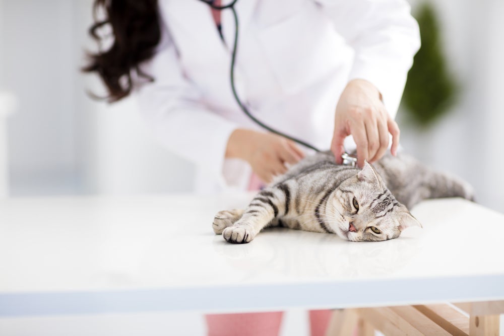 A bolsa de contenção para gatos, apesar de não ser o modelo mais apropriado para transporte, pode ser utilizada em caminhos curtos até o veterinário