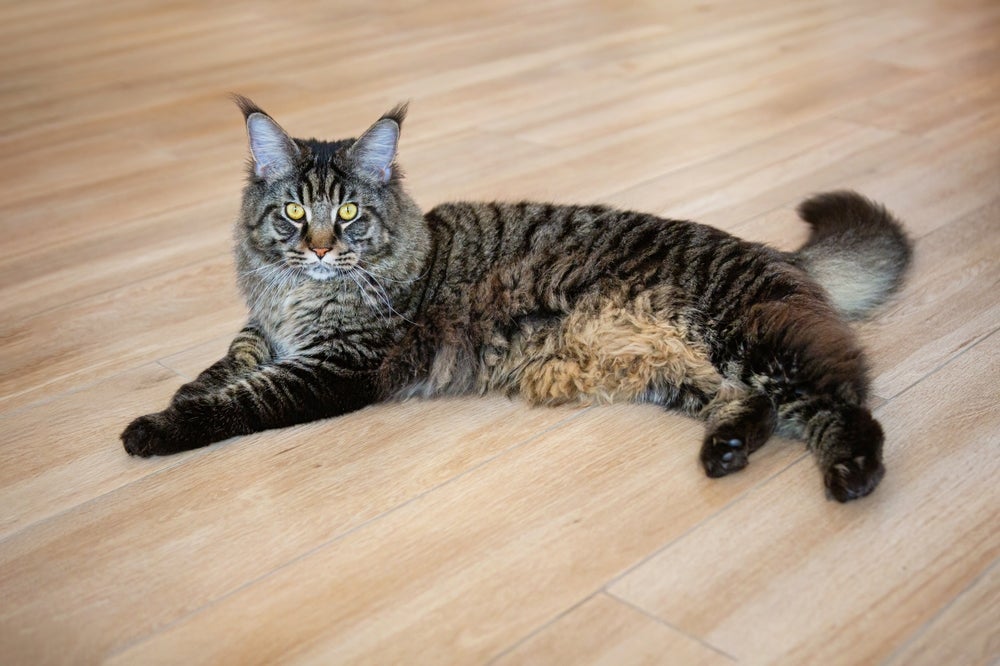 Gatos: bolsa primordial é característica de todos os felinos e nada tem a ver com obesidade