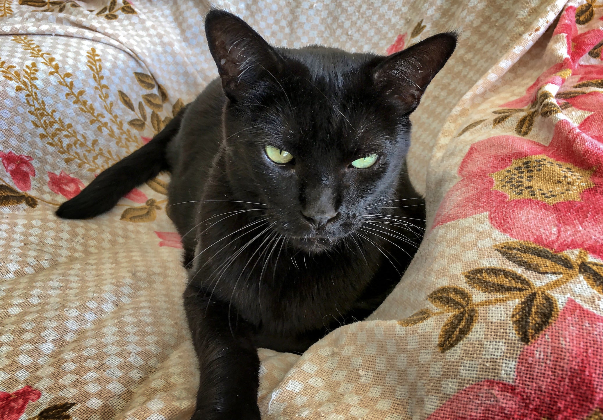 Esse gato preto de raça tem uma pelagem brilhante e chamativa