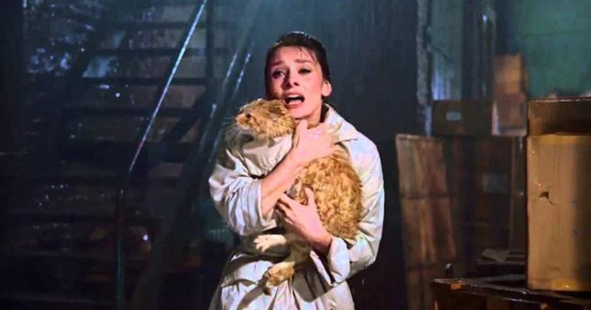 Filmes de gato: Orangey fez sucesso ao lado de Audrey Hepburn (Créditos: Divulgação)