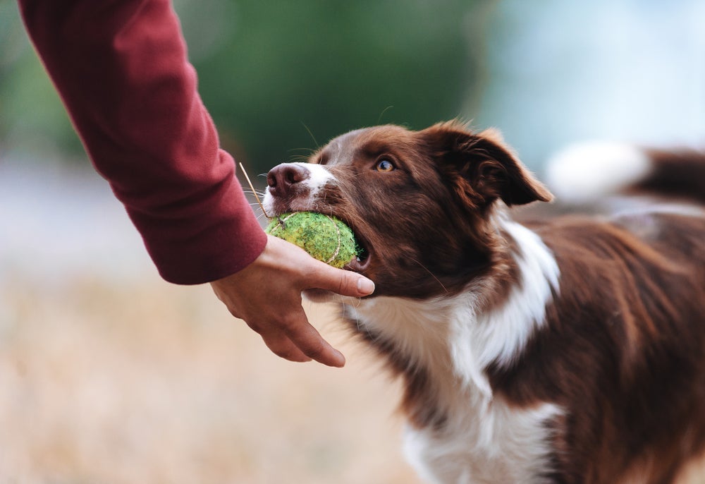 O Border Collie é a raça de cachorro mais inteligente que existe