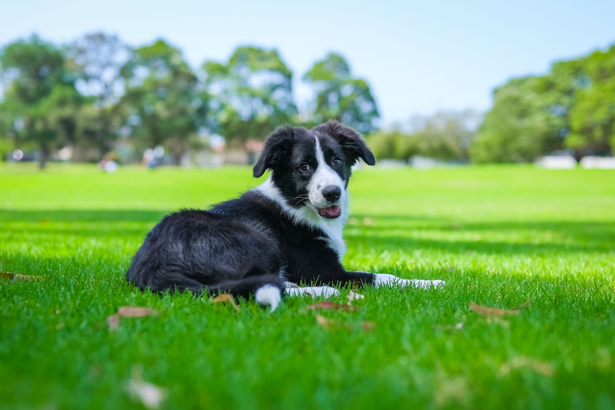 O Border Collie é o cachorro mais inteligente do mundo