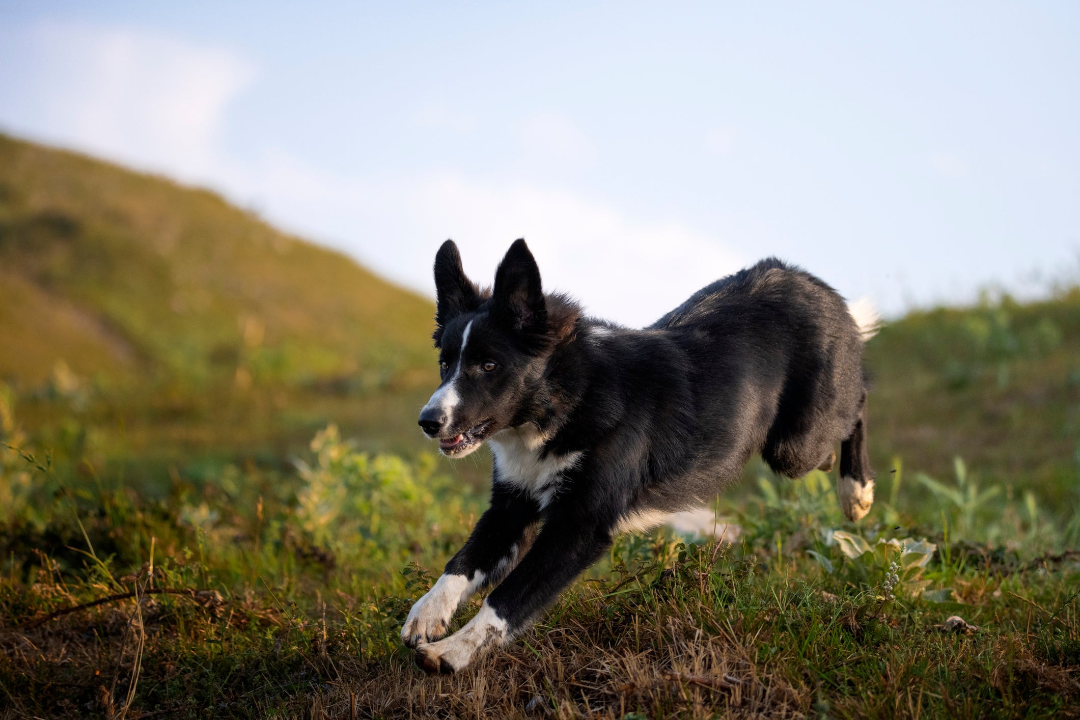 O Border Collie é considerado o cachorro mais inteligente do mundo