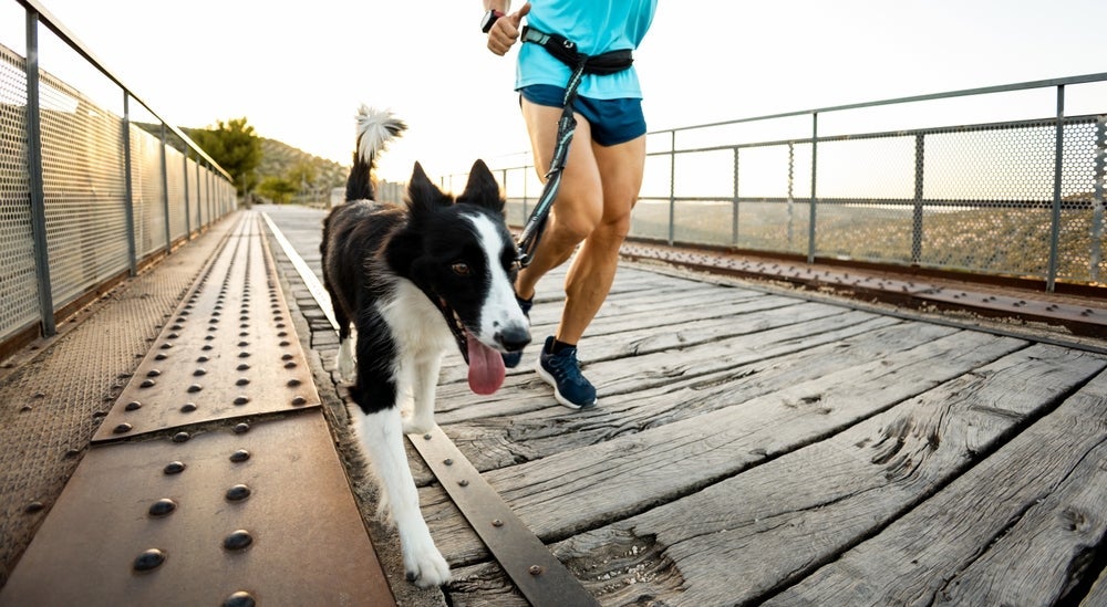 O Border Collie é um companheiro perfeito para corridas 