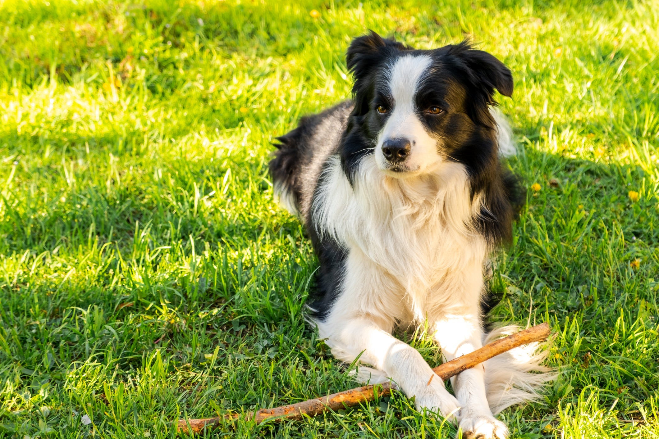 O Border Collie está no topo das raças de cachorro mais inteligentes