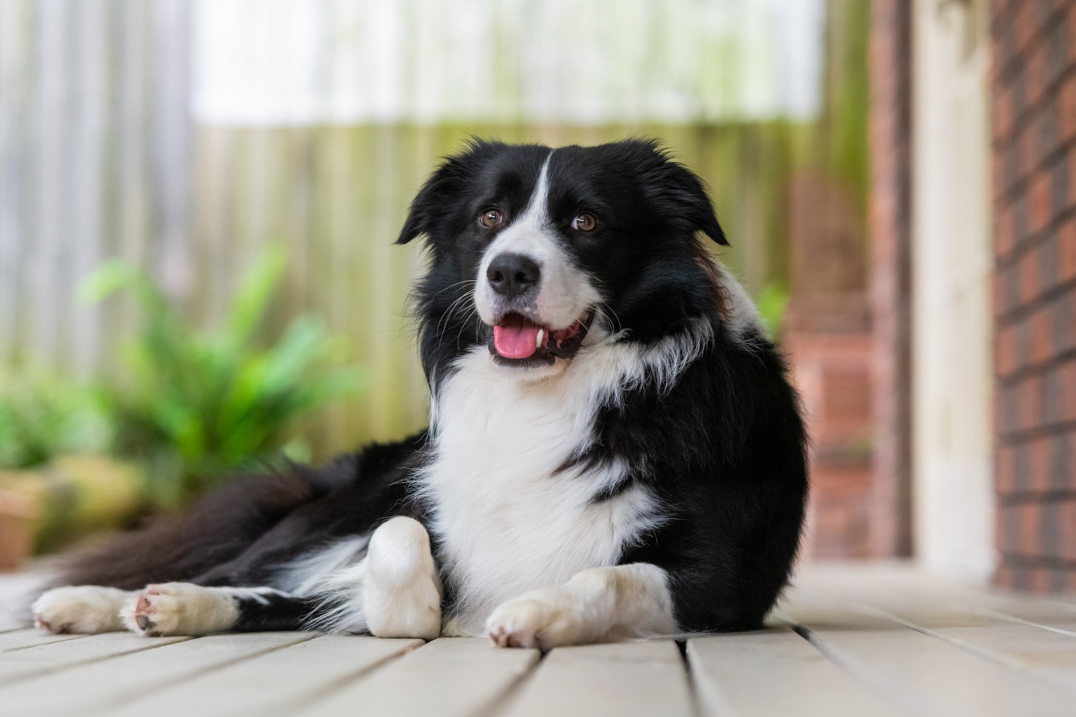 O Border Collie é o cachorro mais inteligente do mundo 
