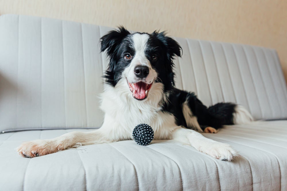 O Border Collie precisa ser estimulado constantemente 