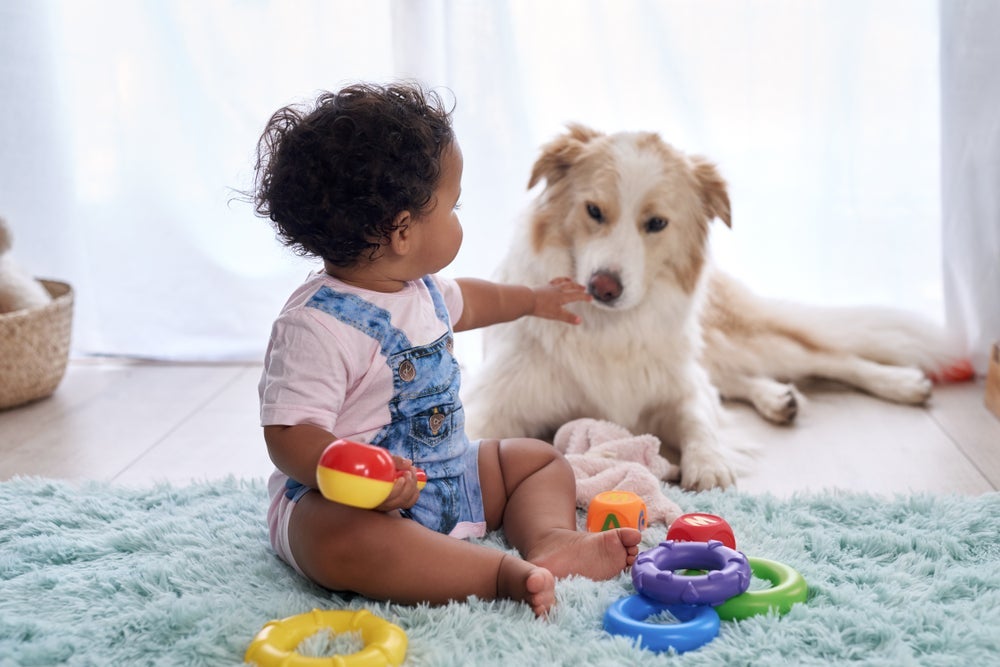 O Border Collie é um cachorro inteligente que se dá bem com crianças
