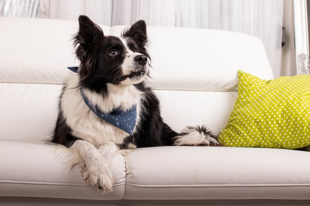 O Border Collie em apartamento precisa de muitos estímulos